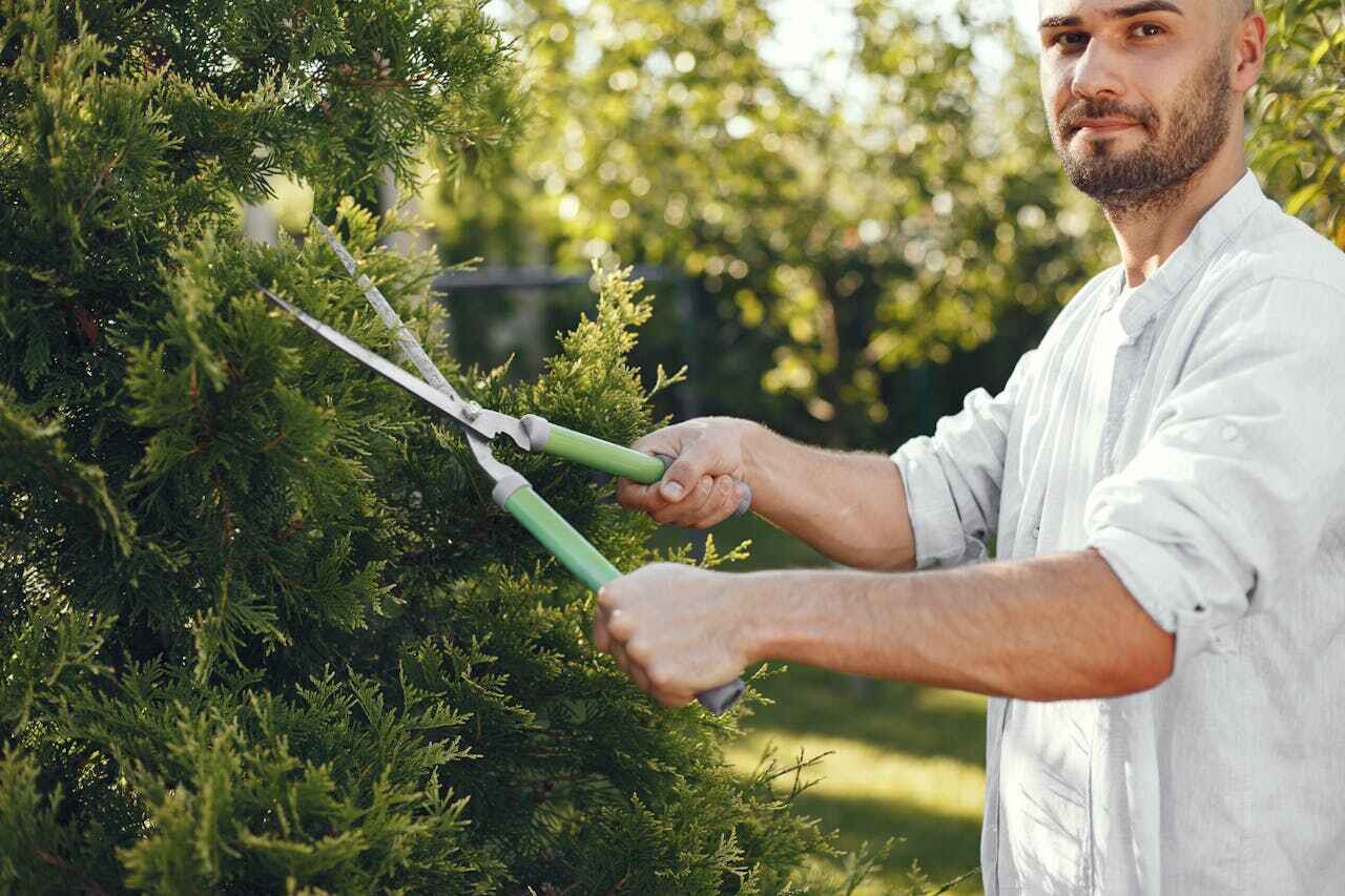 The Steps Involved in Our Tree Care Process in Sebewaing, MI